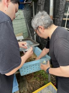 ご寄付いただいた幼虫も元気に羽化しました！
