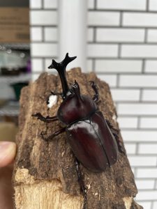 荒川自然公園　昆虫観察園　今年も納品完了！